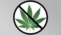 Klare Kante gegen Cannabis am Steuer