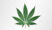 Cannabis: Klare Regeln für den Arbeitsplatz