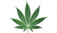 Cannabis: Mischkonsum verbieten