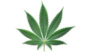 Die aktuellen Grenzwerte für den Cannabiskonsum im Straßenverkehr stehen seit einiger Zeit in der Kritik. Die Unfallforschung fordert jetzt schärfere Regeln, vor allem für den Mischkonsum mit Alkohol.