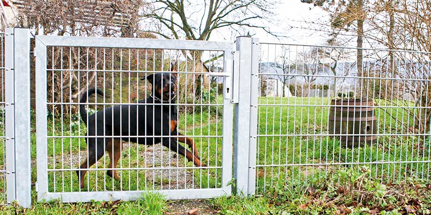 Hund hinter Gartenpforte