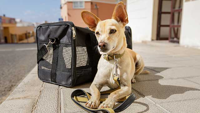 Hund neben Transporttasche