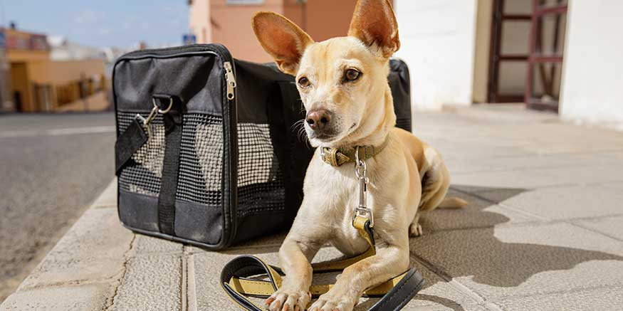 Hund neben Transportbox